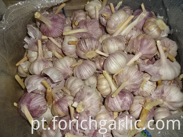 Fresh Garlic